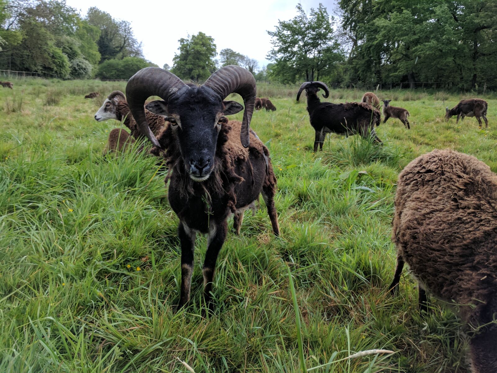 Google Pixel sample photo. Highland, sheep, field country photography