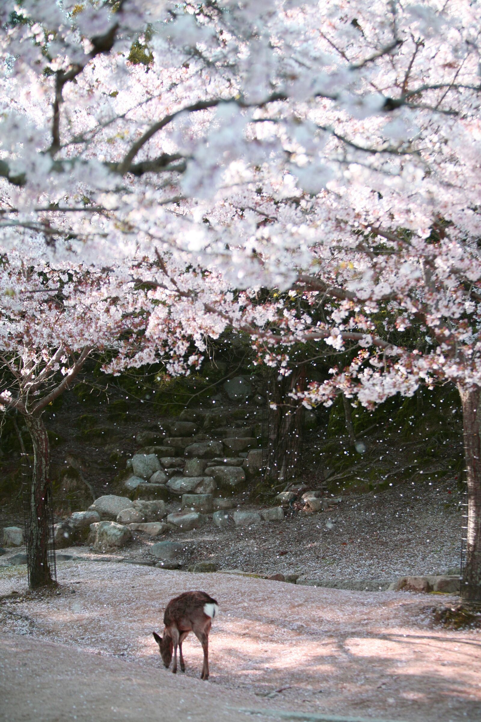 Canon EOS 5D sample photo. Miyajima, deer, japan photography