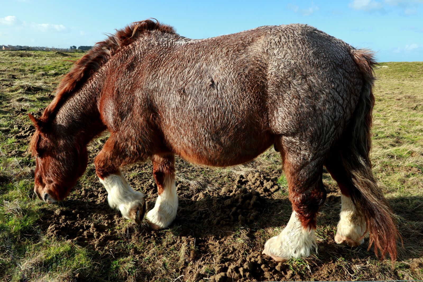 Canon PowerShot G1 X Mark III sample photo. Animal, horse, nature photography
