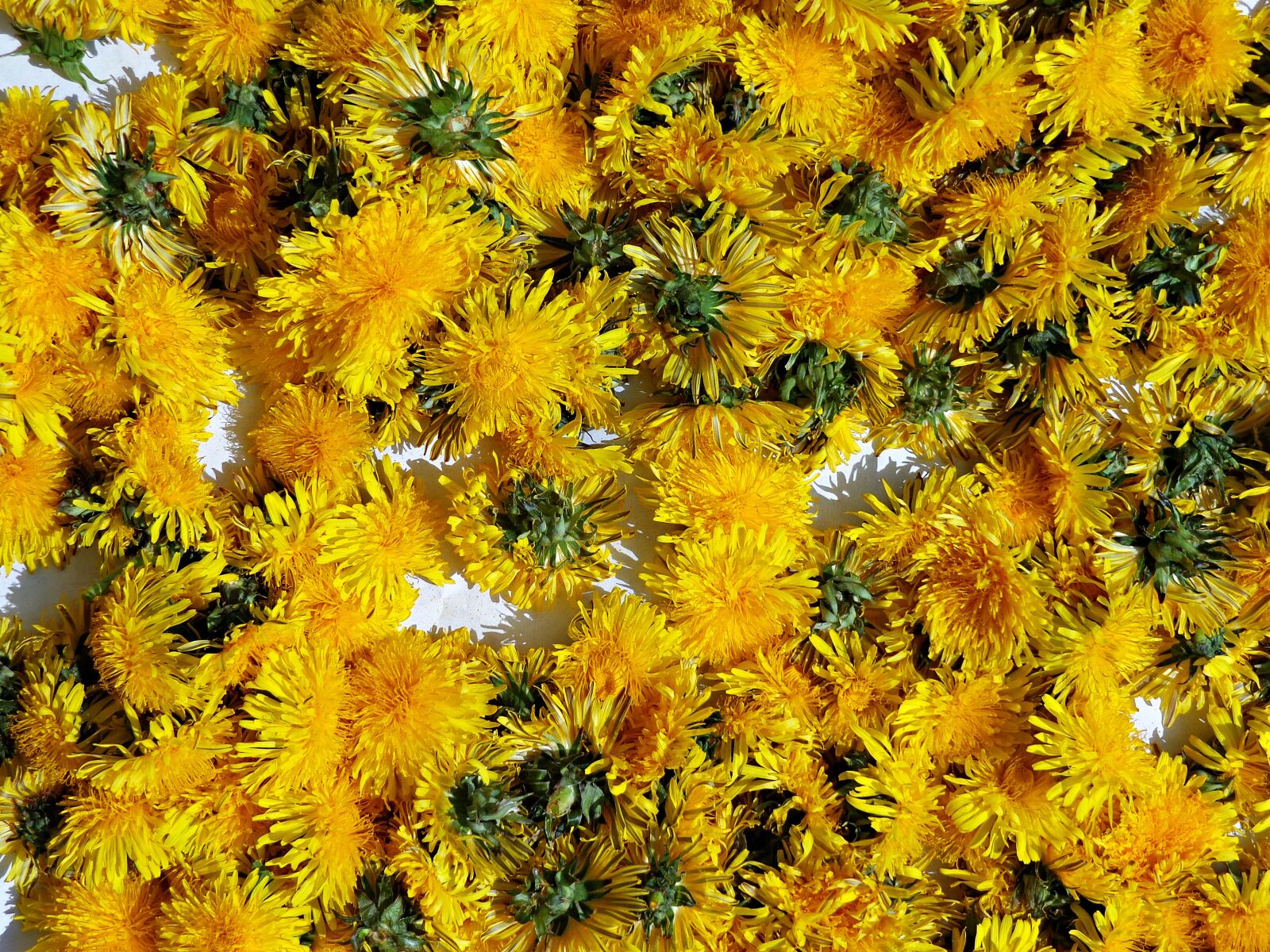 Sony Cyber-shot DSC-H90 sample photo. Dandelion, flowers, sonchus oleraceus photography