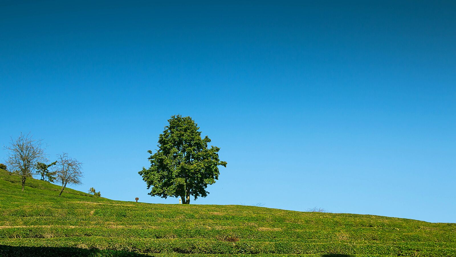 Canon EOS 70D sample photo. Alone, alone tree, landscape photography