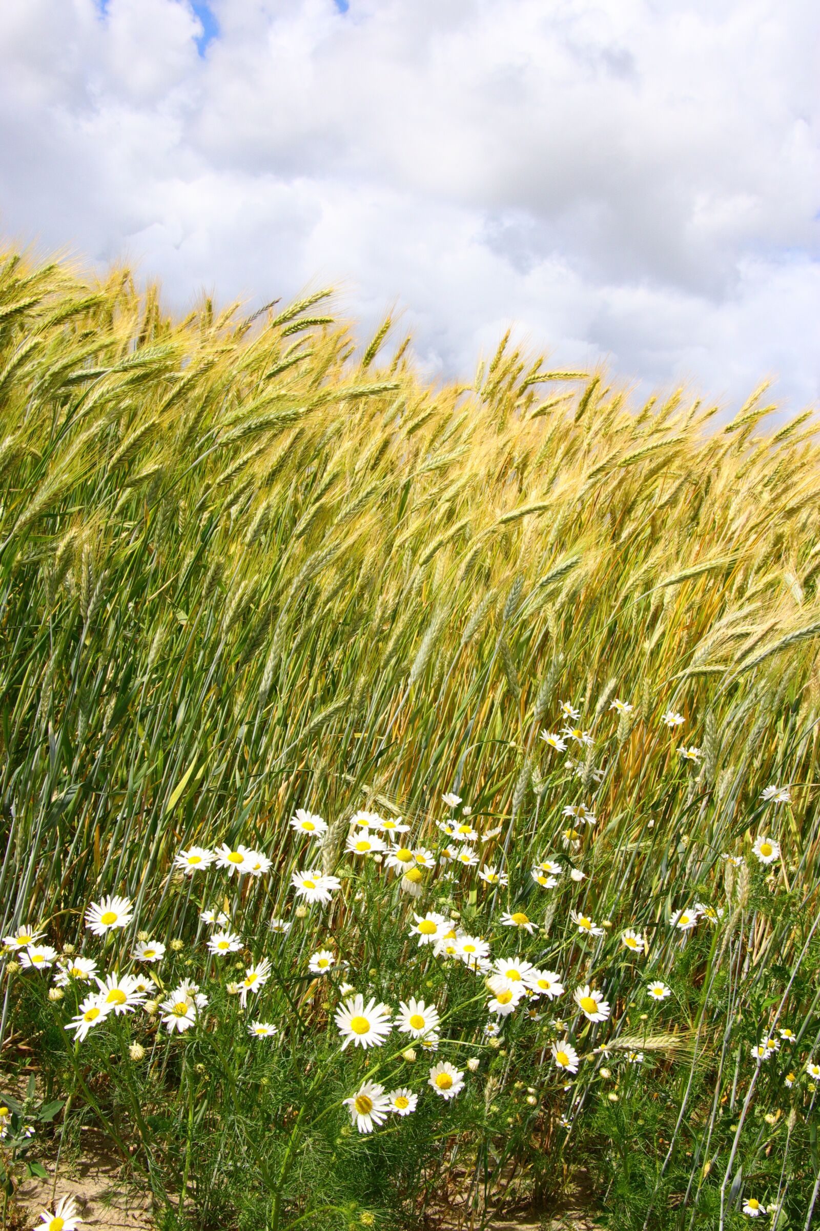 Canon EOS 80D sample photo. Cereals, field, agriculture photography