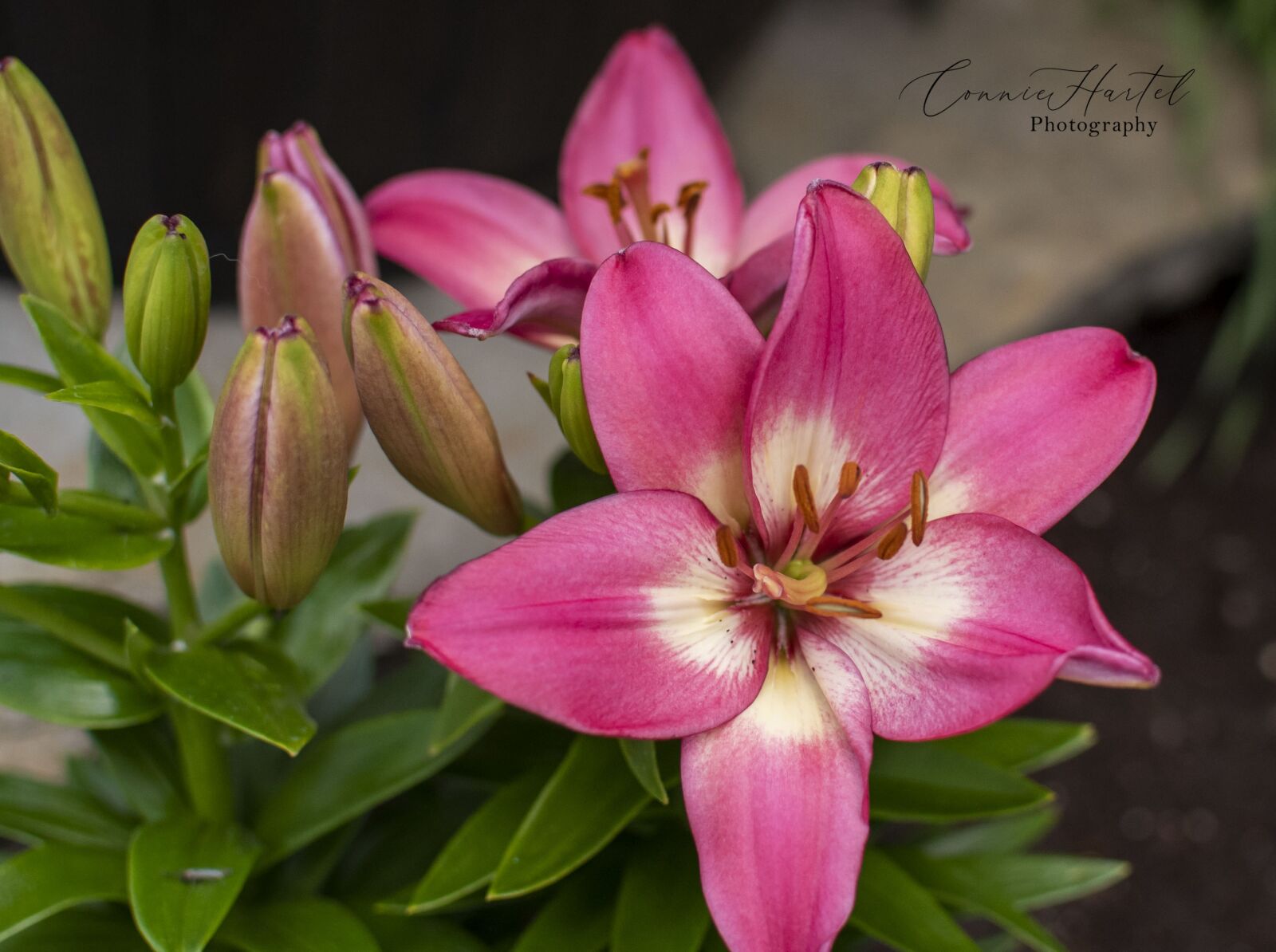 Nikon D750 sample photo. Lily, pink, flower photography