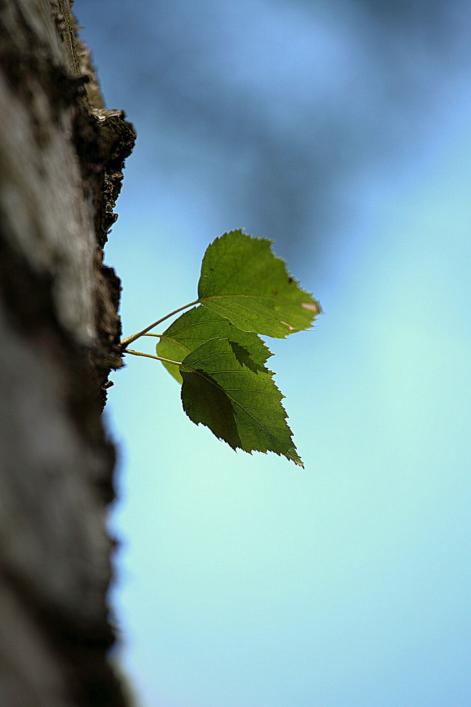 Canon EOS 5D Mark II sample photo. Nature, leaf, tree photography
