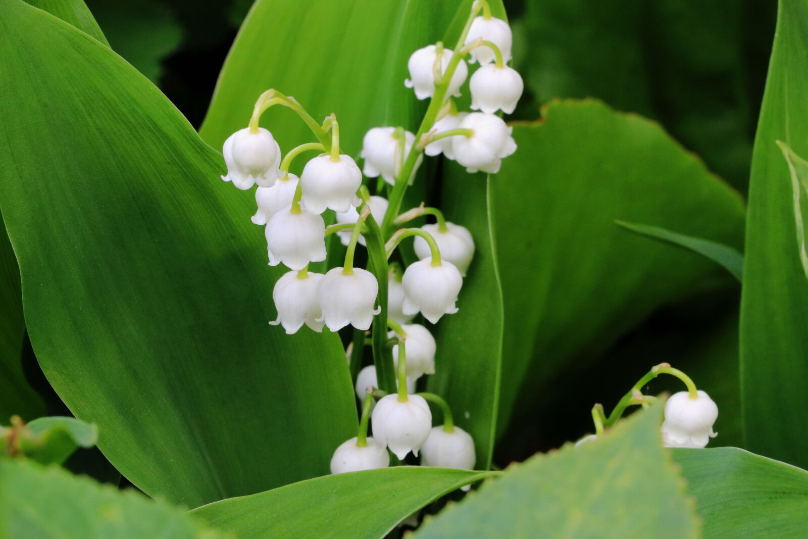 Canon EOS 80D sample photo. Lily of the valley photography
