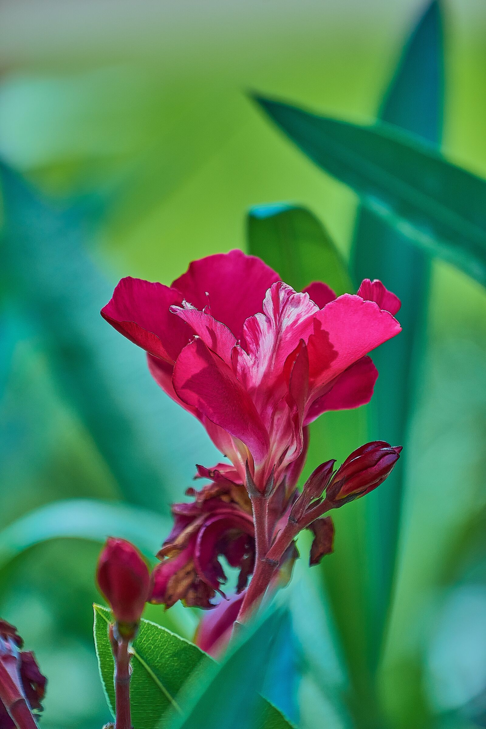 Nikon D7200 sample photo. Oleander, flower, red photography