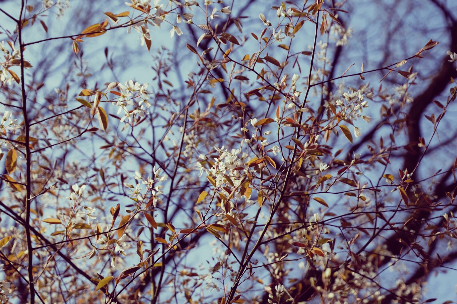 Nikon D3300 sample photo. Blossom, nature, bloom photography