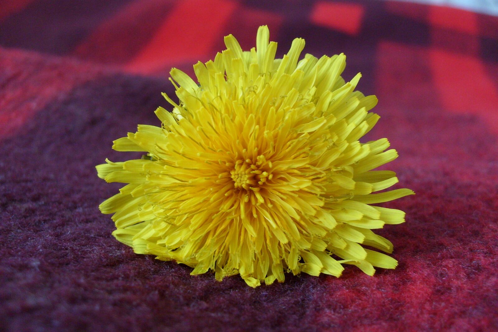Samsung KENOX S730  / Samsung S730 sample photo. Flower, macro, yellow photography