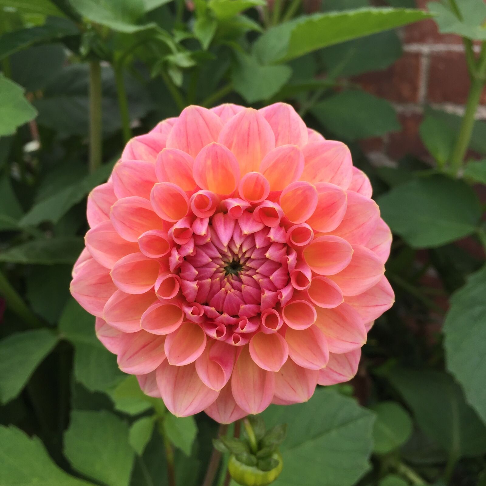 Apple iPhone 6 sample photo. Aster, pink, blossom photography