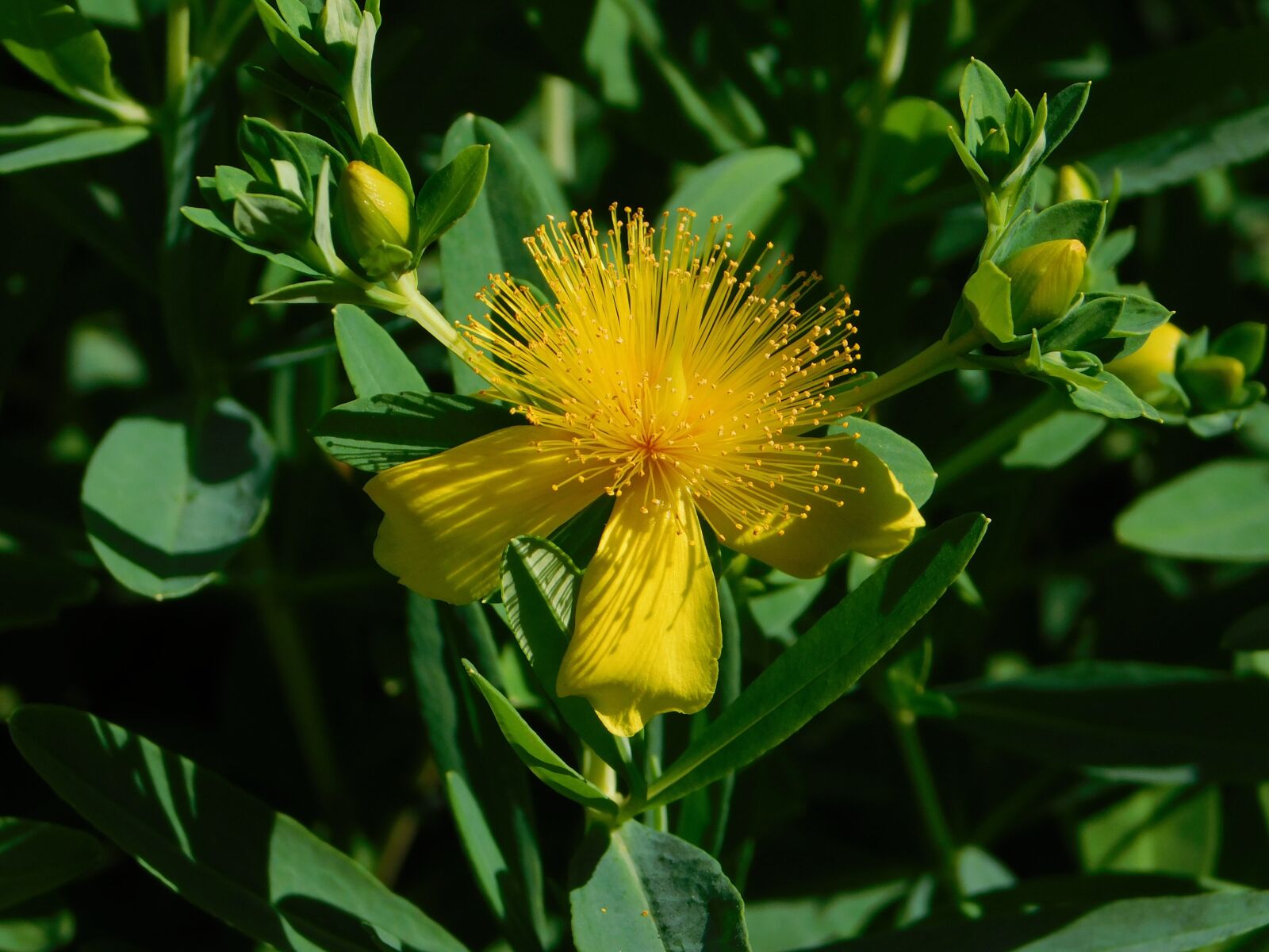 Nikon Coolpix B500 sample photo. Flower, yellow, yellow flower photography