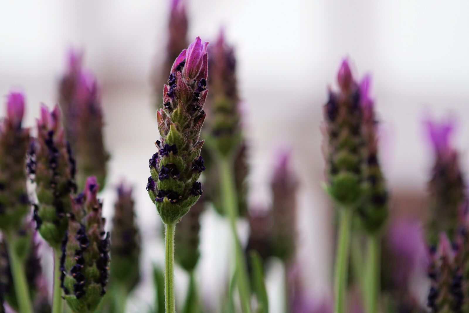 Sony a6000 + E 60mm F2.8 sample photo. Lavender, flower, lavender flowers photography