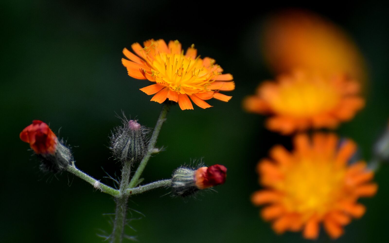Nikon D7200 sample photo. Flower, summer, garden photography