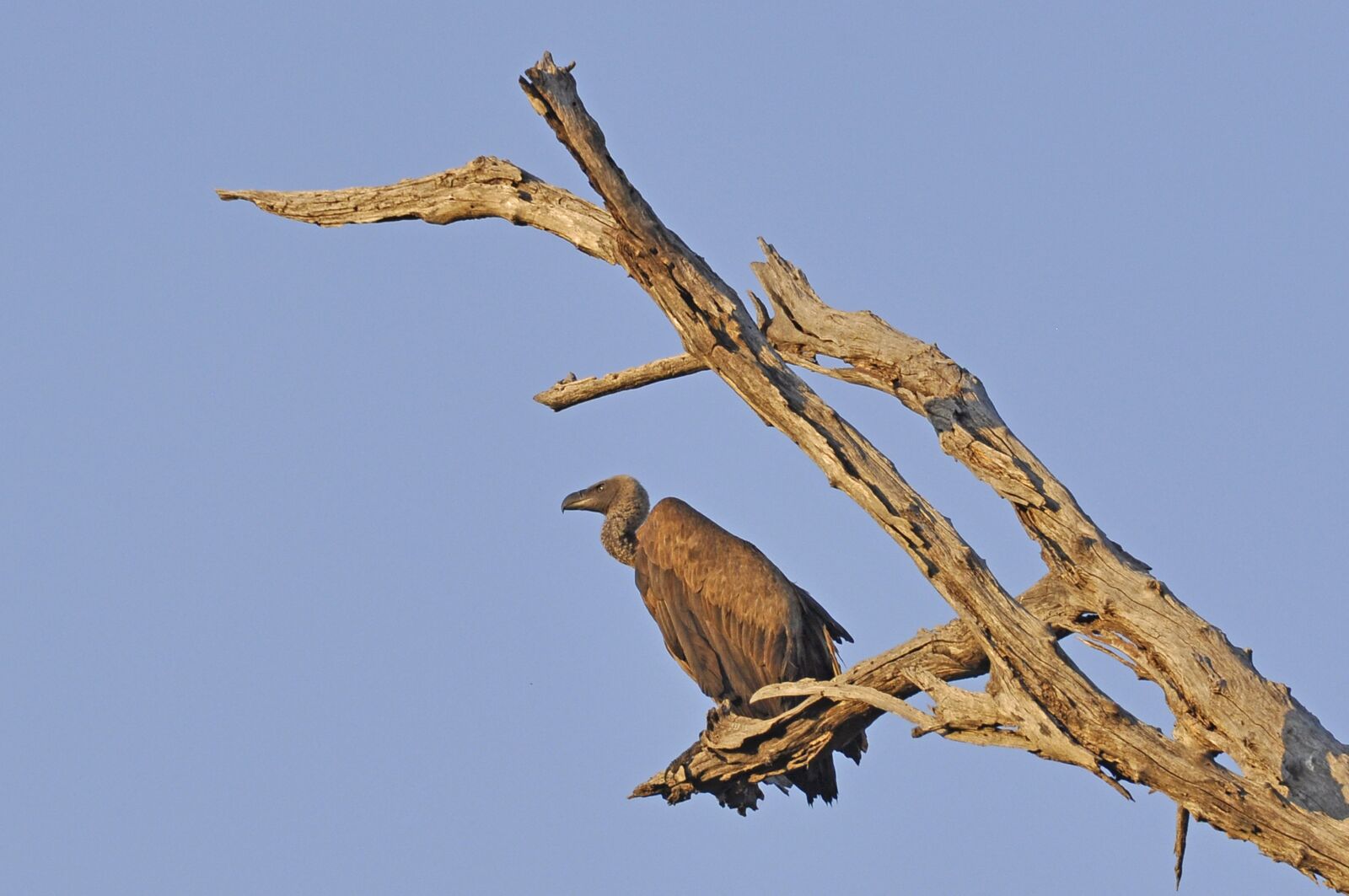 Nikon D90 sample photo. Vulture, bird photography