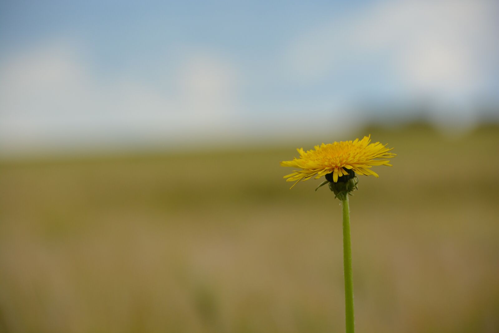 Nikon D5200 sample photo. Flower, summer, light photography