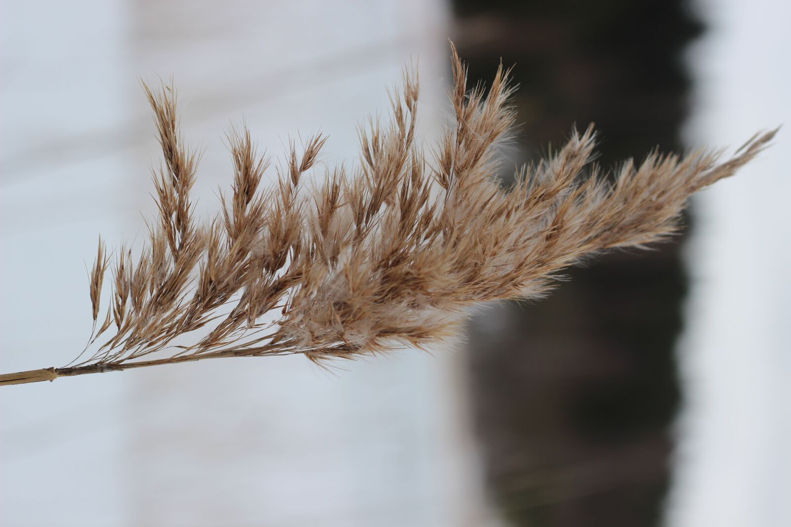 Canon EOS 600D (Rebel EOS T3i / EOS Kiss X5) + Canon EF 50mm F1.8 II sample photo. Nature, close-up, plant photography