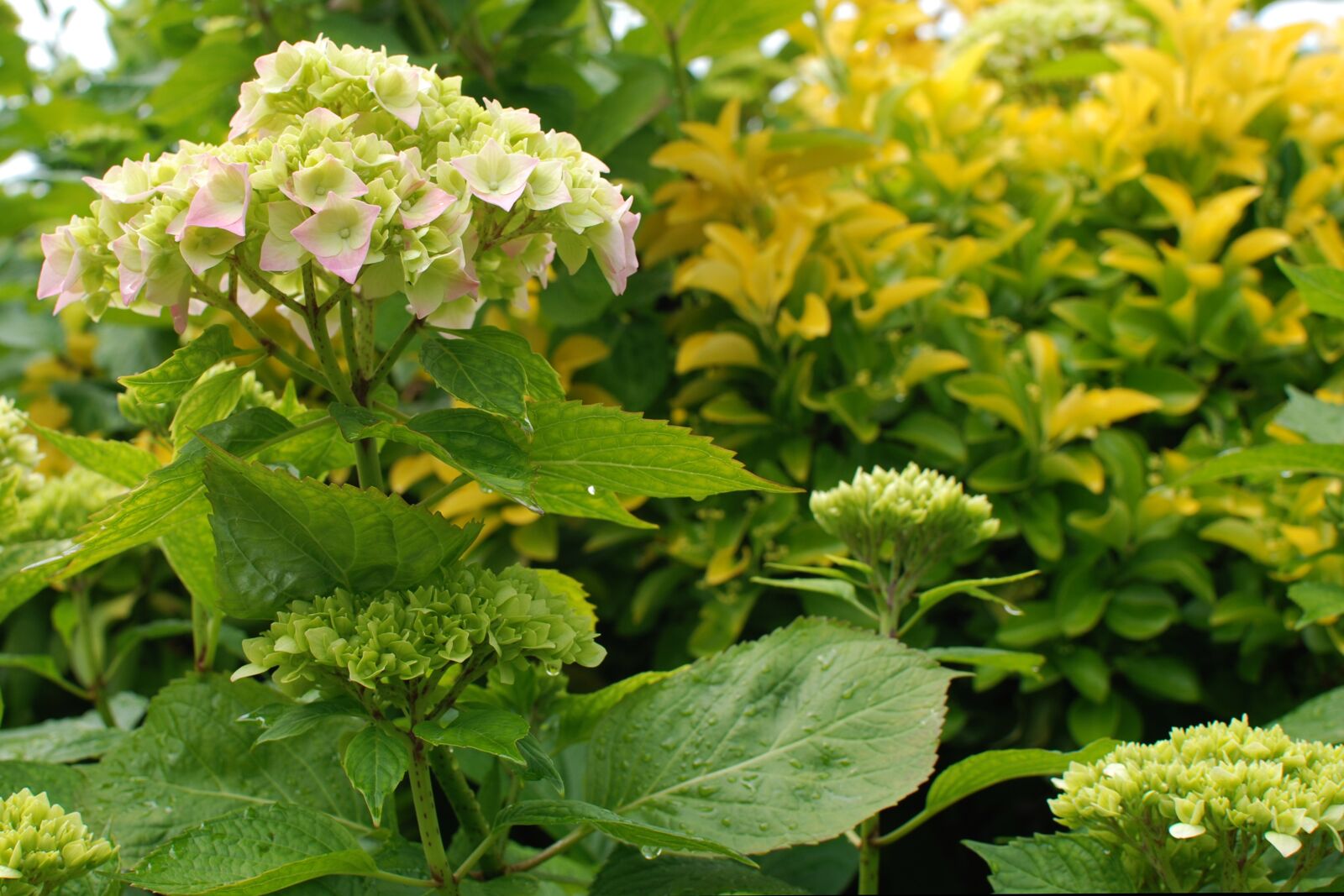 Nikon D80 sample photo. Nature, flower, flora photography