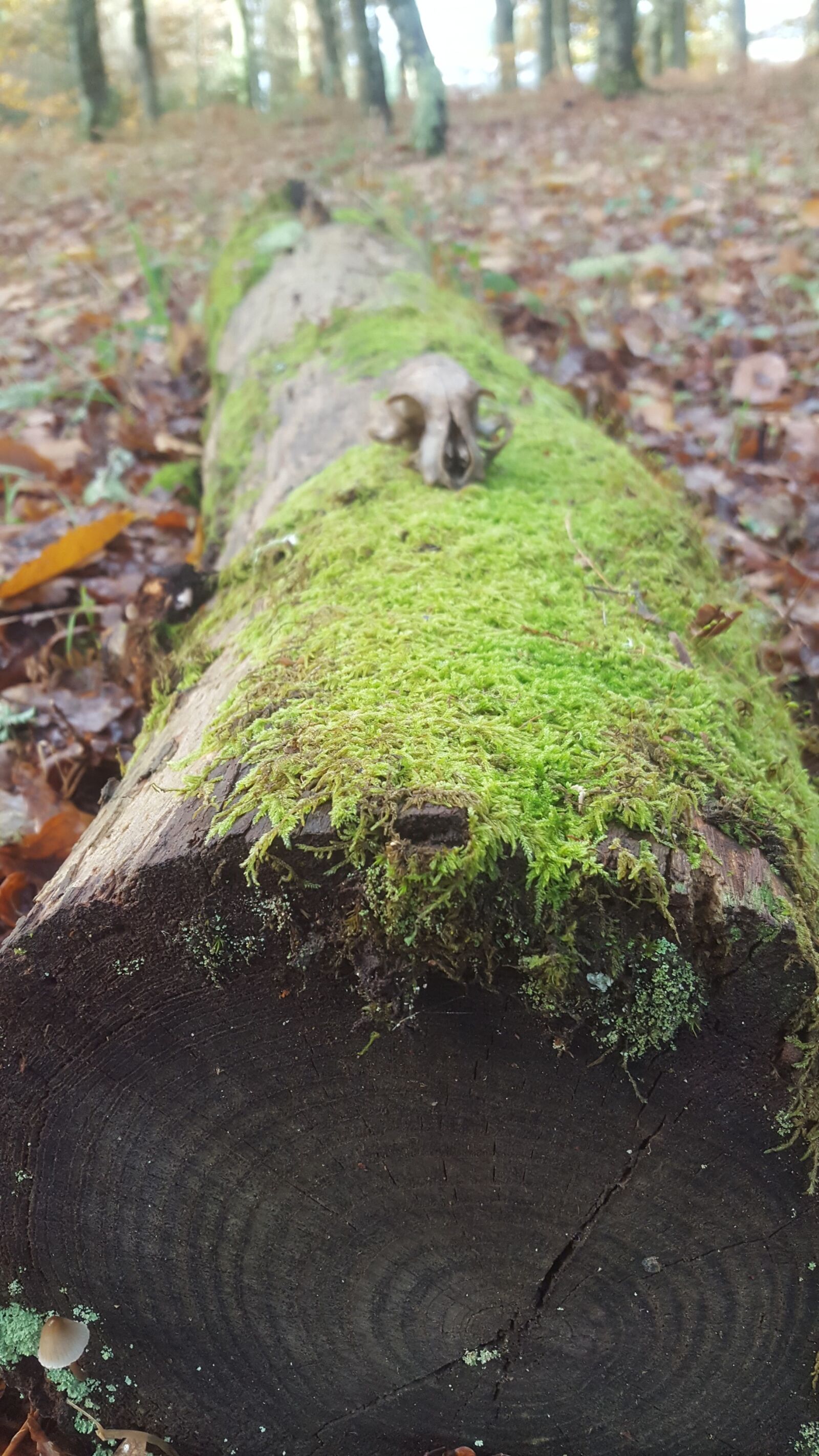 Samsung Galaxy S6 sample photo. Autumn, colours, autumn, leaf photography