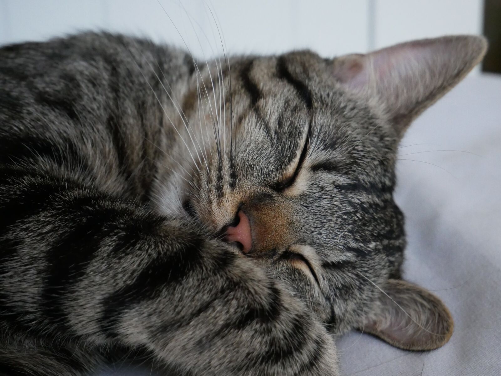 Panasonic Lumix DMC-G85 (Lumix DMC-G80) sample photo. Cat, kitten, cute photography