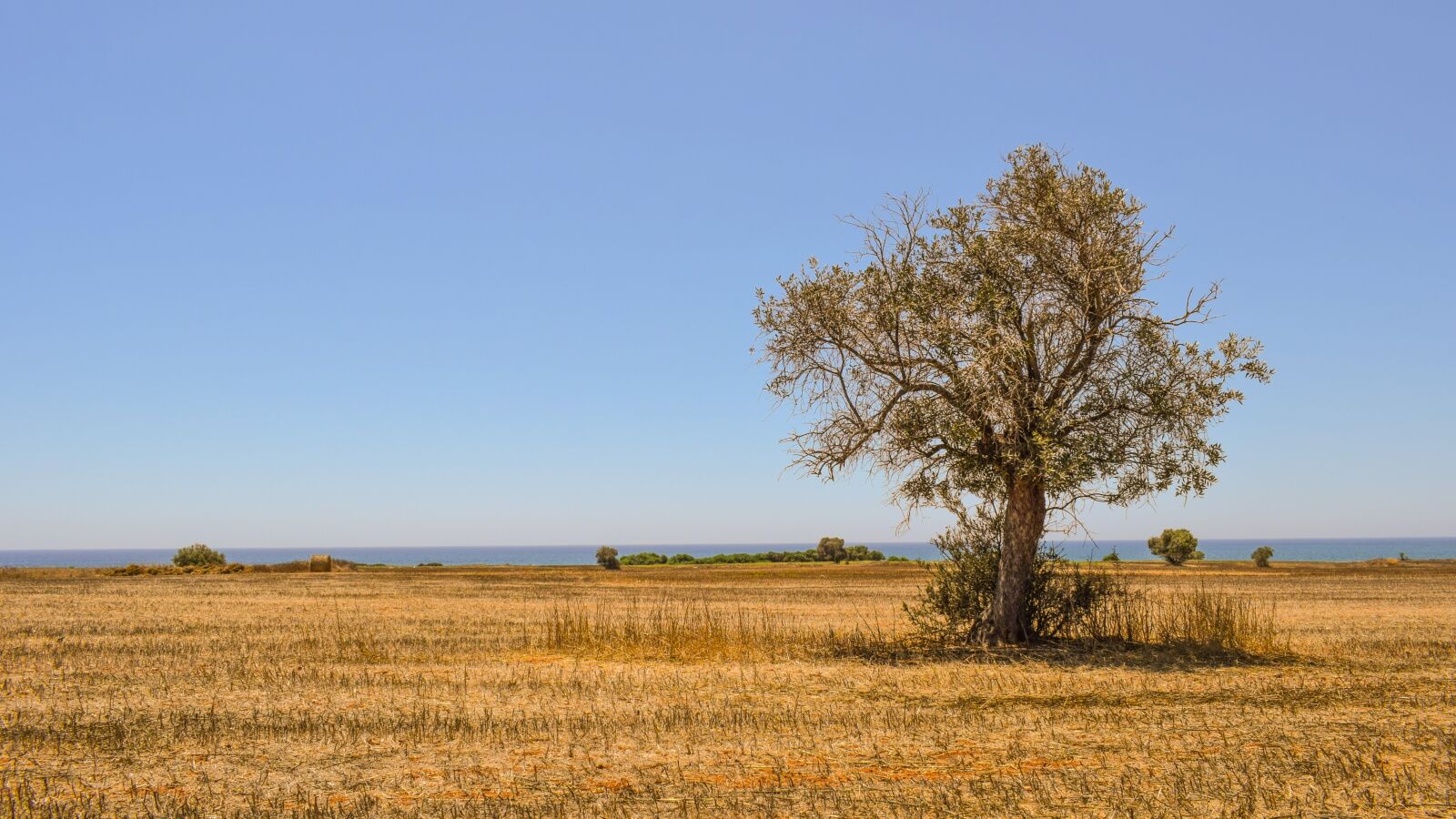 Nikon D3300 sample photo. Tree, field, agriculture photography