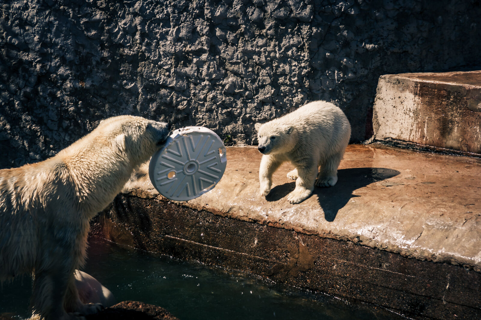 Canon EF-S 17-85mm F4-5.6 IS USM sample photo. Bear, cub, teddy, bear photography