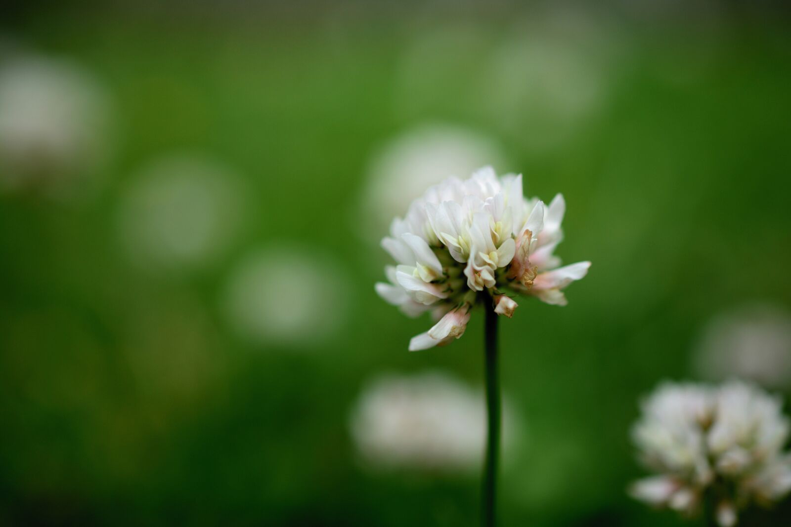Nikon D5200 sample photo. Klee, wiesenklee, meadow photography