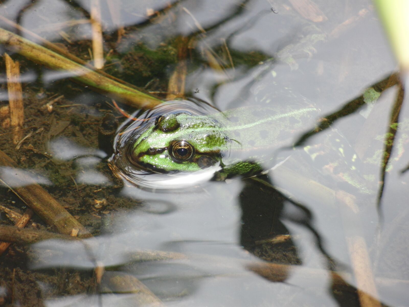 CASIO EX-FC100 sample photo. Frog, water, waters photography