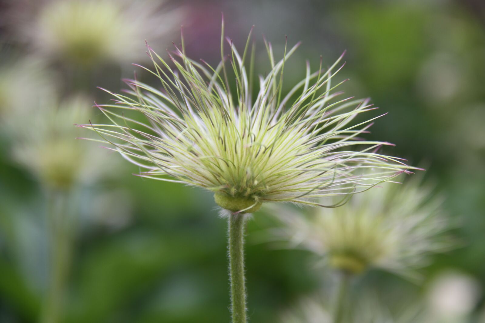 Canon EOS 7D sample photo. Anemone pulsatilla, fruit, spring photography