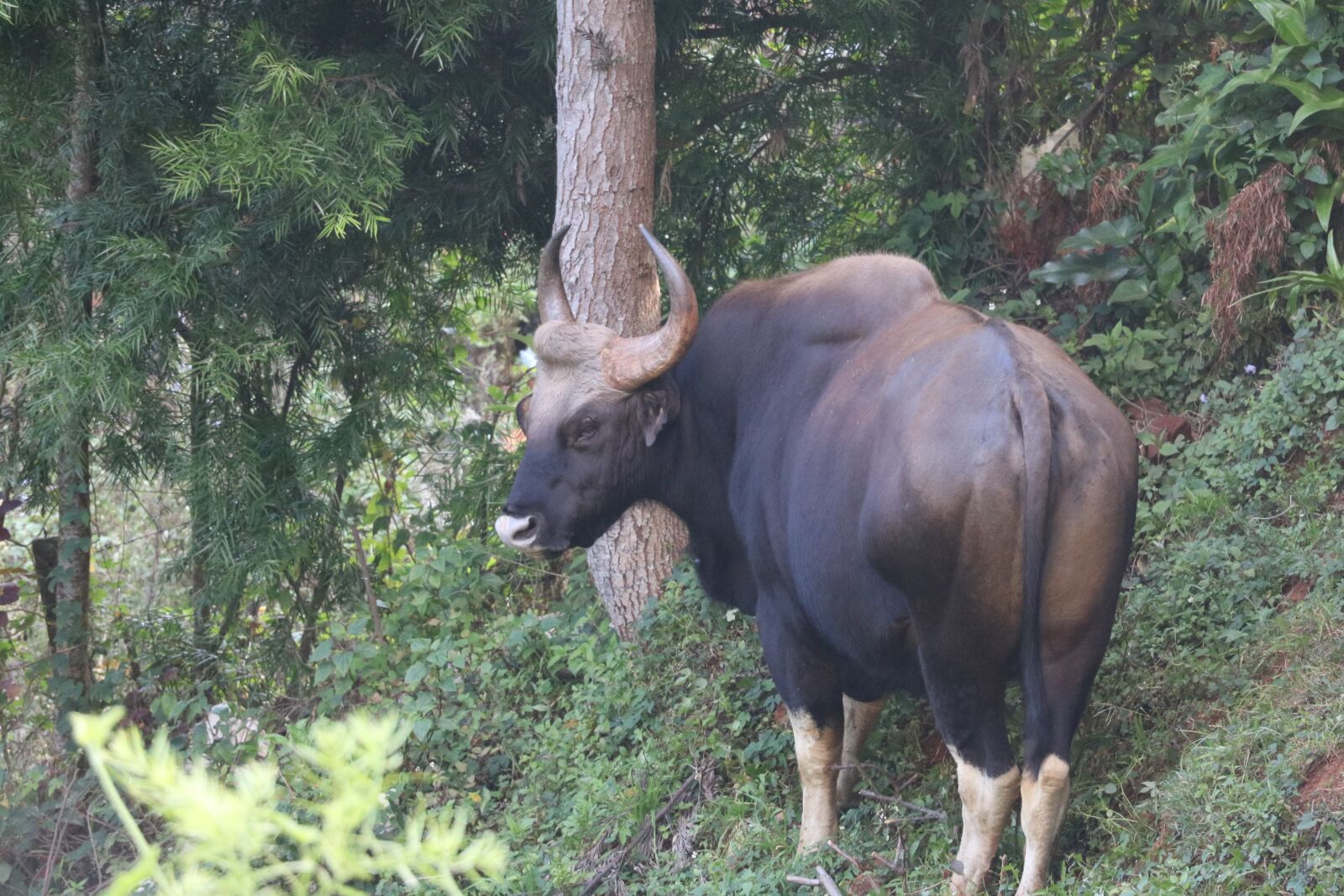 Canon EOS 760D (EOS Rebel T6s / EOS 8000D) + Canon EF-S 18-135mm F3.5-5.6 IS STM sample photo. Indian bison, nilgiri, white photography