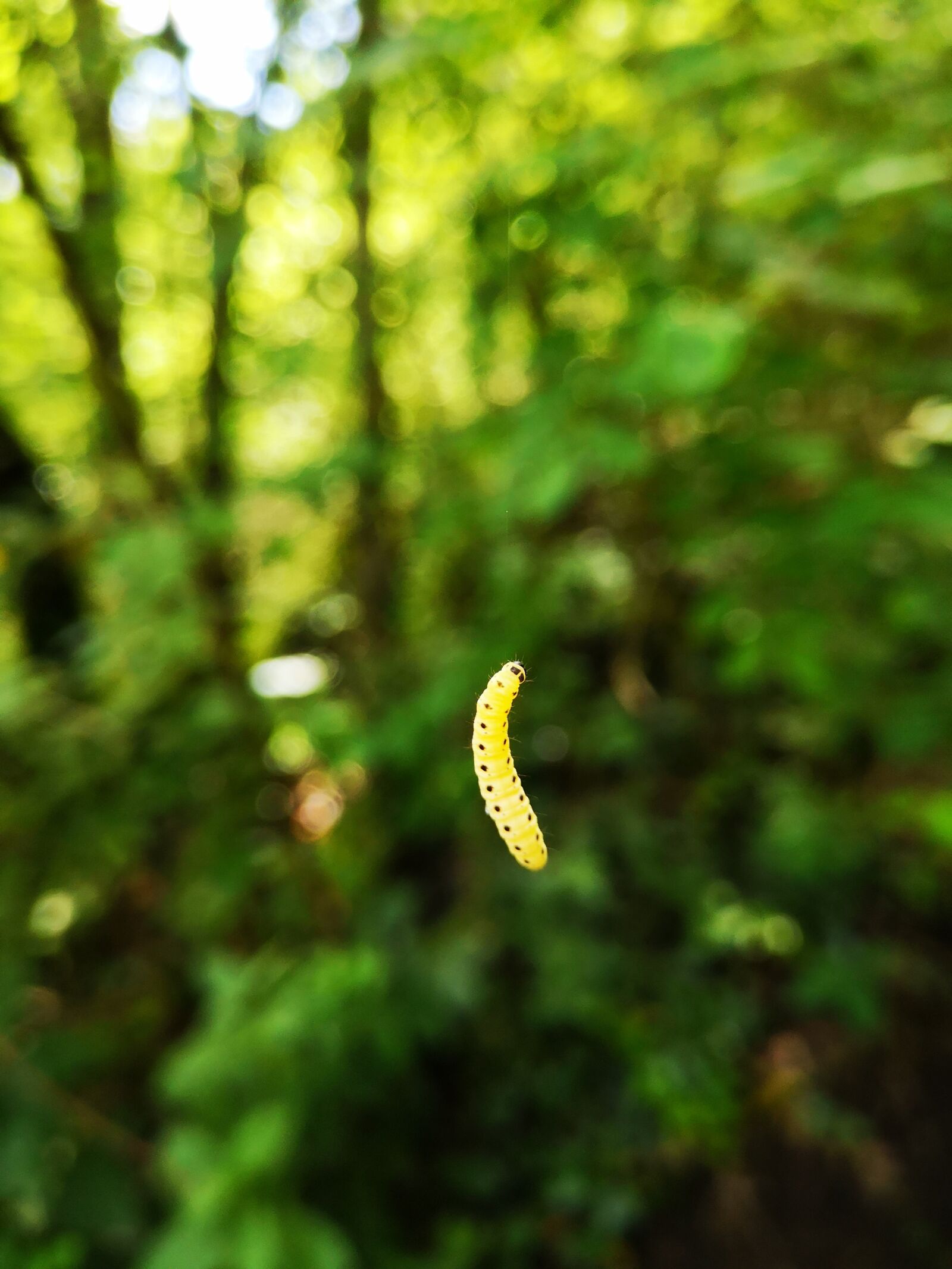 HUAWEI P20 sample photo. Insect, larva, nature photography