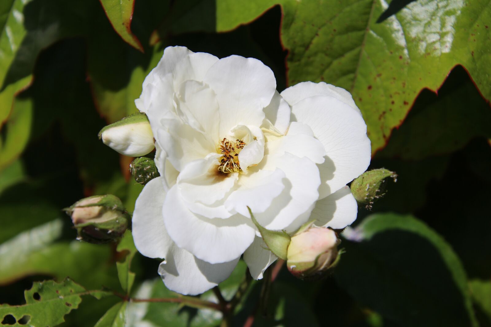 Canon EOS 700D (EOS Rebel T5i / EOS Kiss X7i) sample photo. Rose, white, nature photography