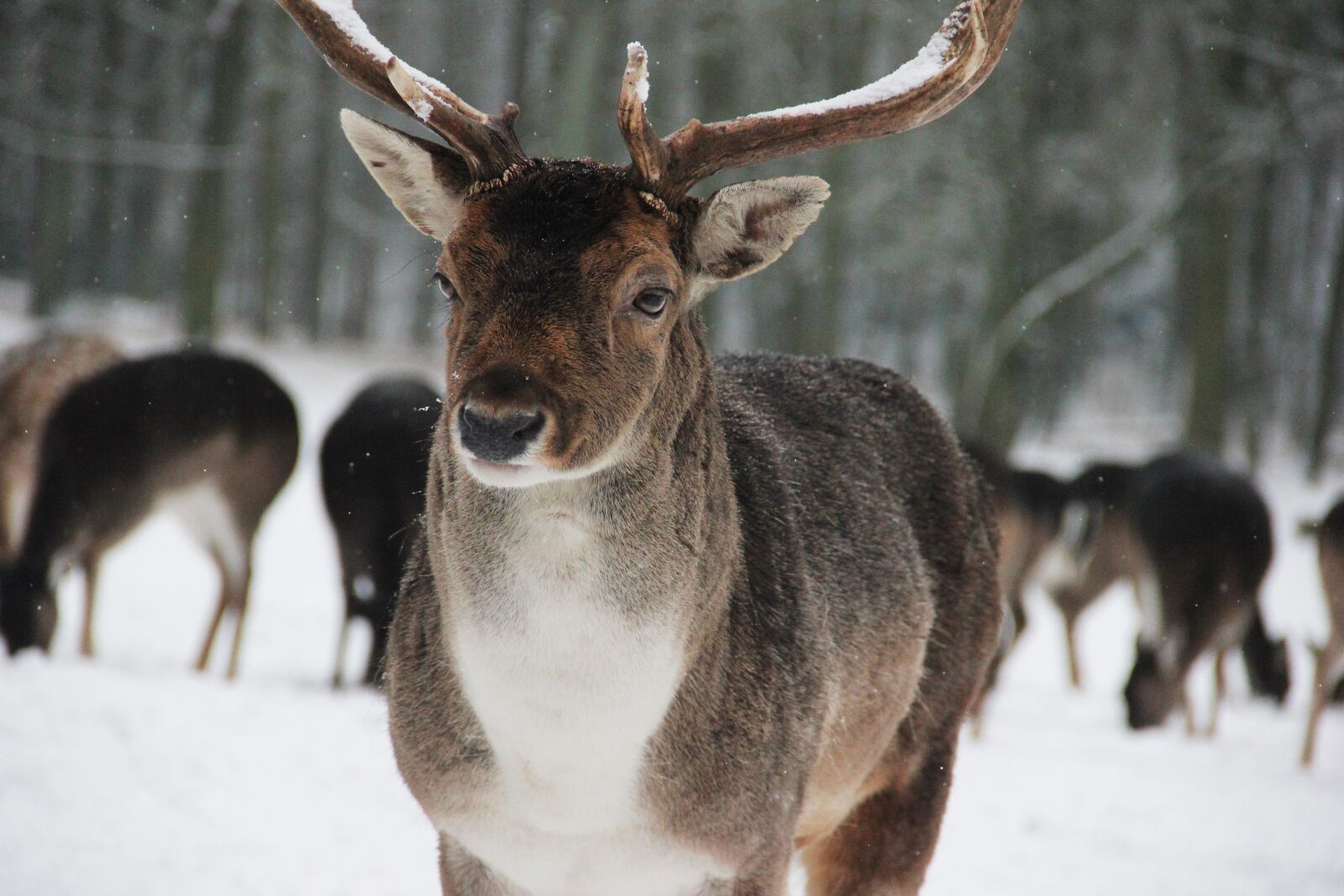 Canon EOS 550D (EOS Rebel T2i / EOS Kiss X4) sample photo. Forest, wild, deer photography