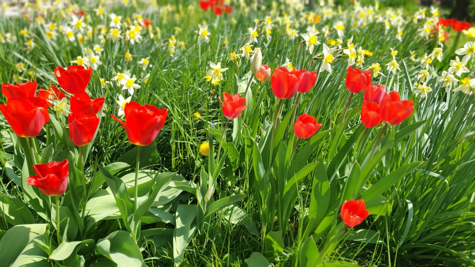 Samsung Galaxy S10e sample photo. Tulips, tulip, daffodils photography