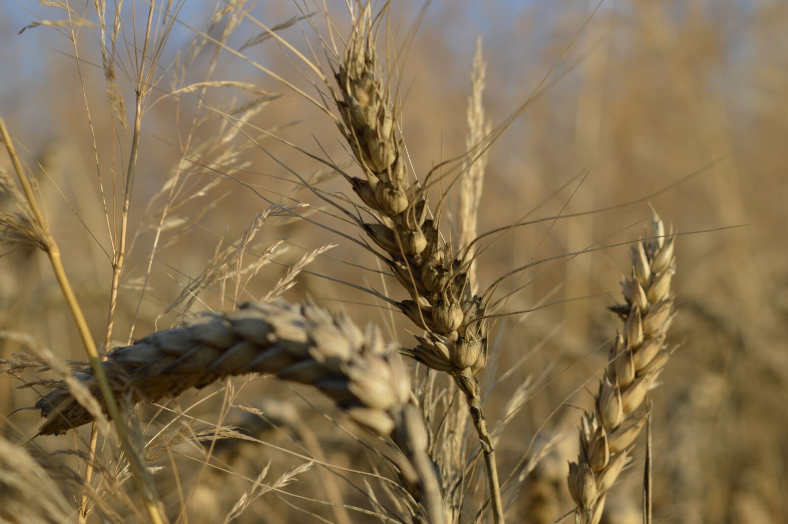 Nikon D3200 sample photo. Nature, nature, photography photography
