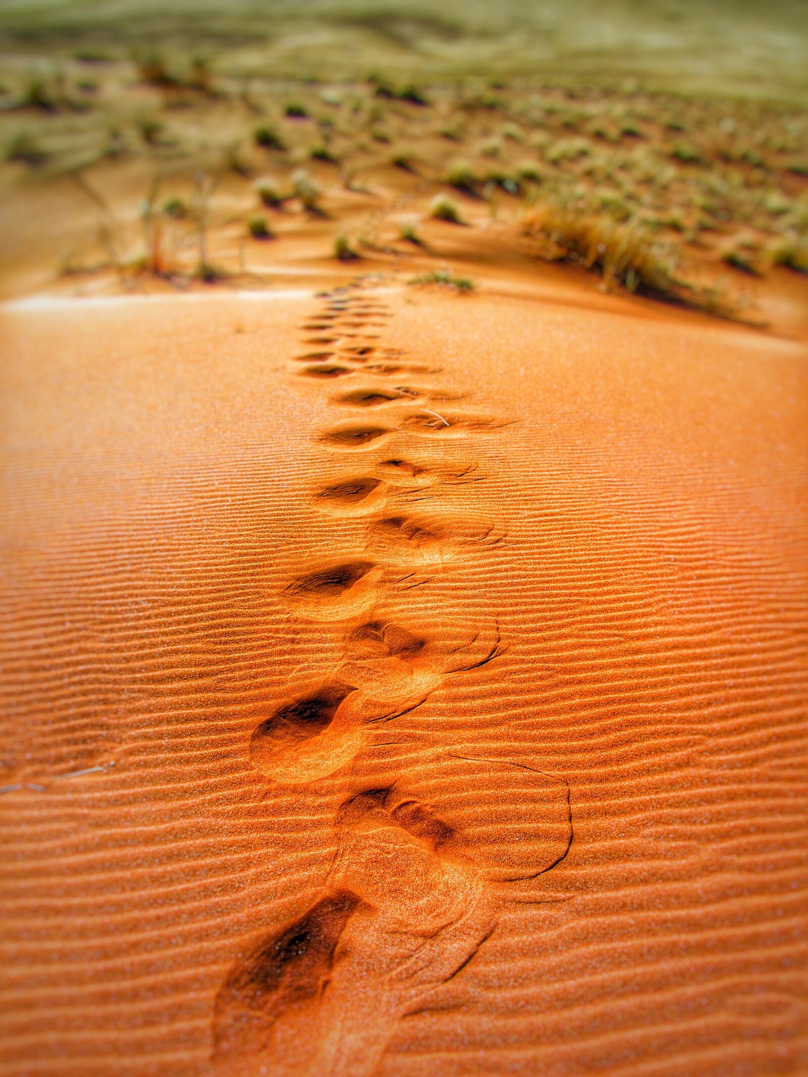 Canon PowerShot SX210 IS sample photo. Steps, dune, dunes, sand photography