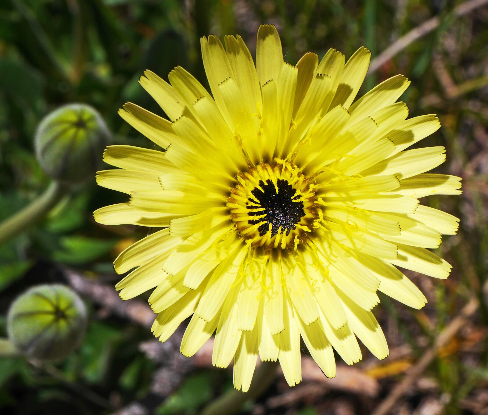 Panasonic Lumix DMC-GH3 sample photo. Alpine flowers, wild, altitude photography