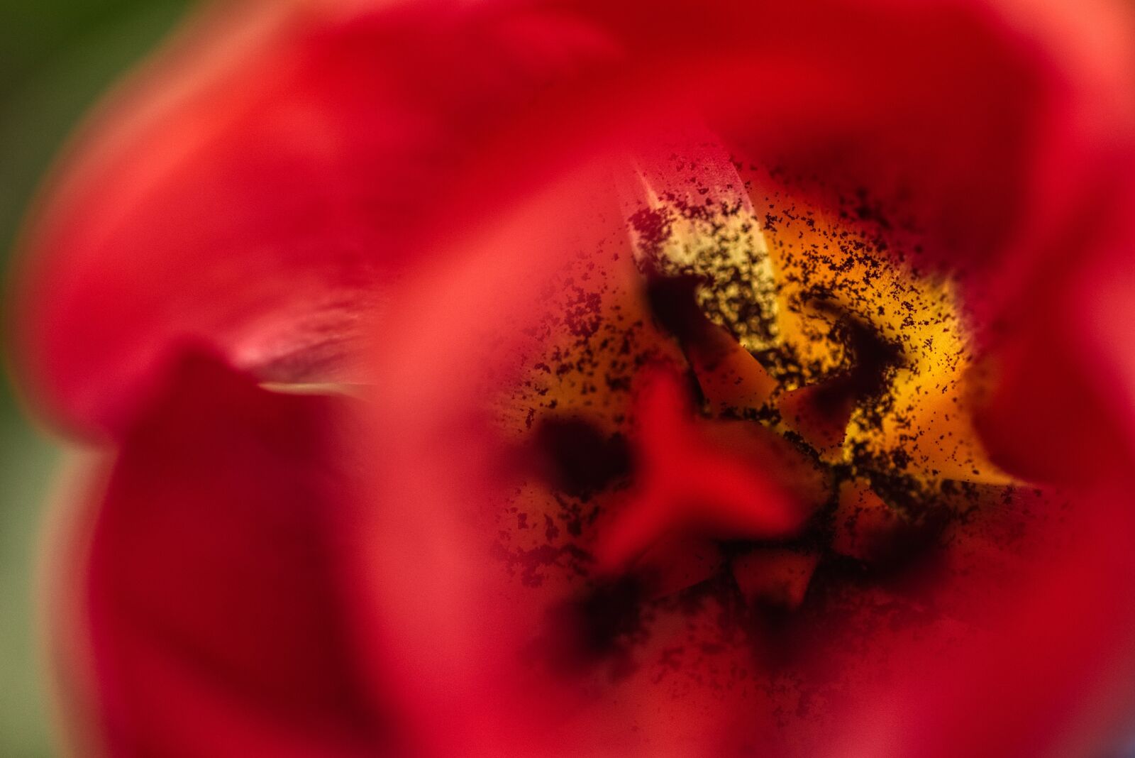Nikon D750 sample photo. Tulip, red, close up photography