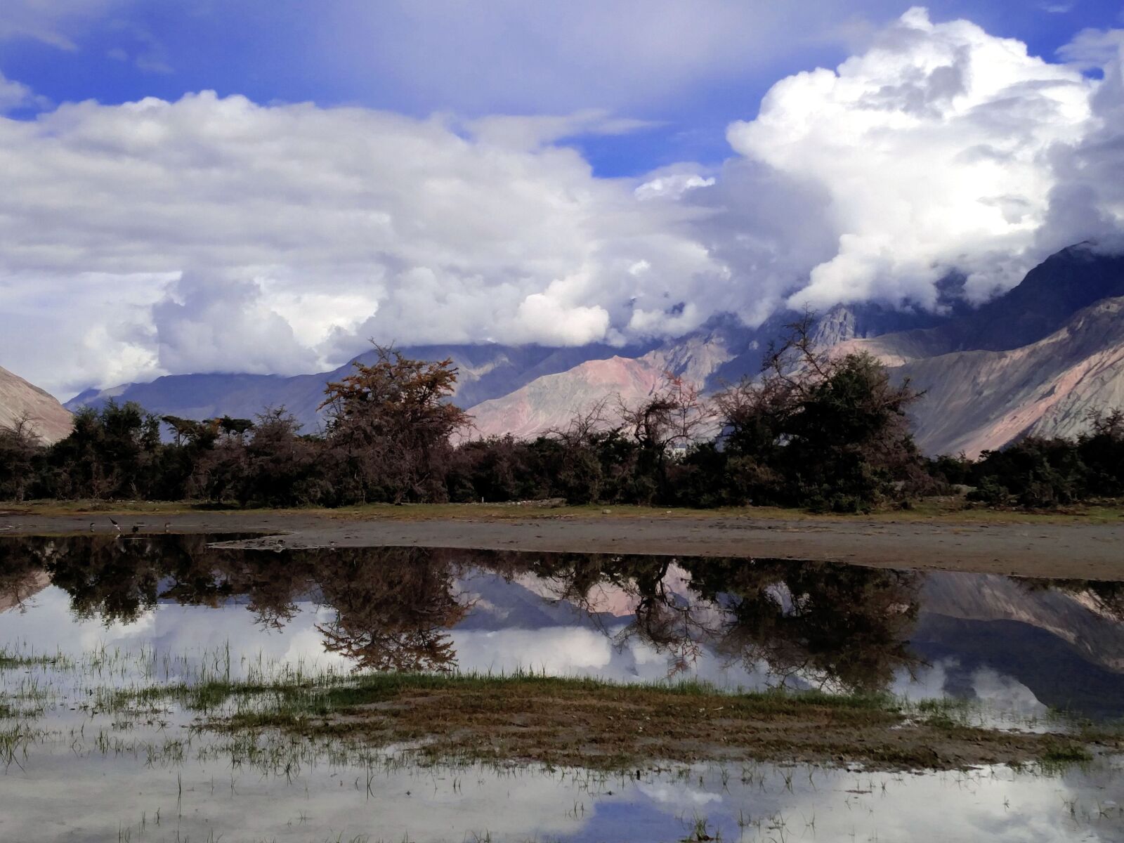 OnePlus 2 sample photo. Amazing, reflection, tree photography
