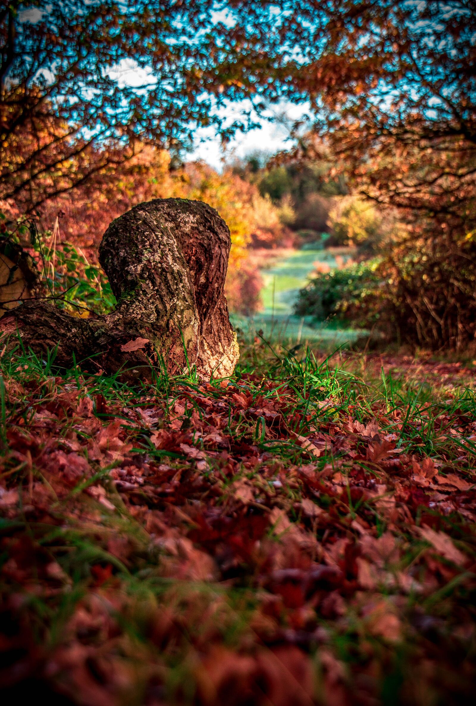 Canon EOS 600D (Rebel EOS T3i / EOS Kiss X5) sample photo. Autum, forest, trees photography