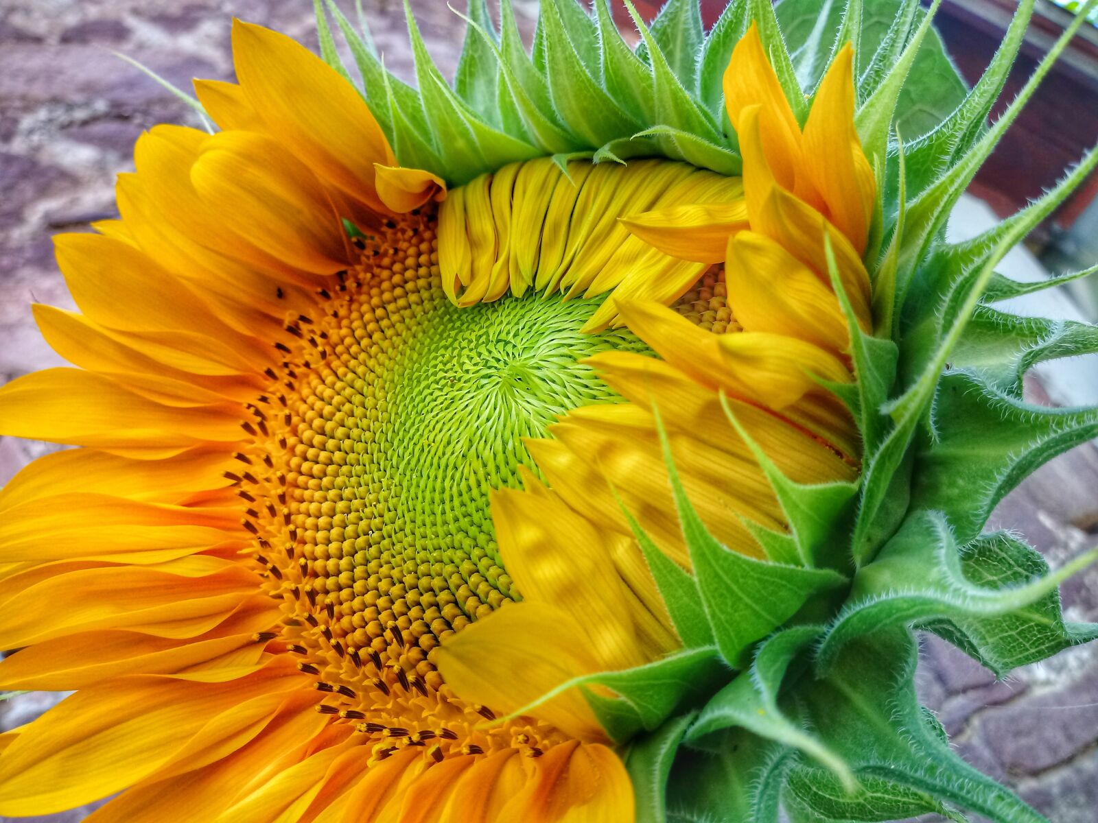 LG K10 (2017) sample photo. Sunflower, flower, yellow photography