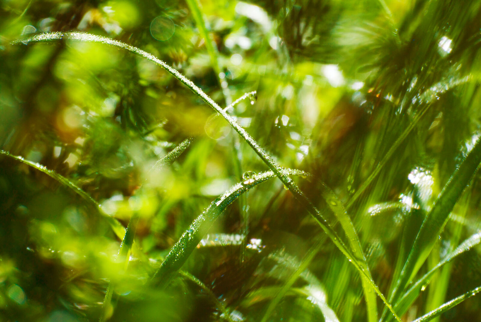 Nikon 1 Nikkor VR 30-110mm F3.8-5.6 sample photo. Blurred, dew, droplets, grass photography