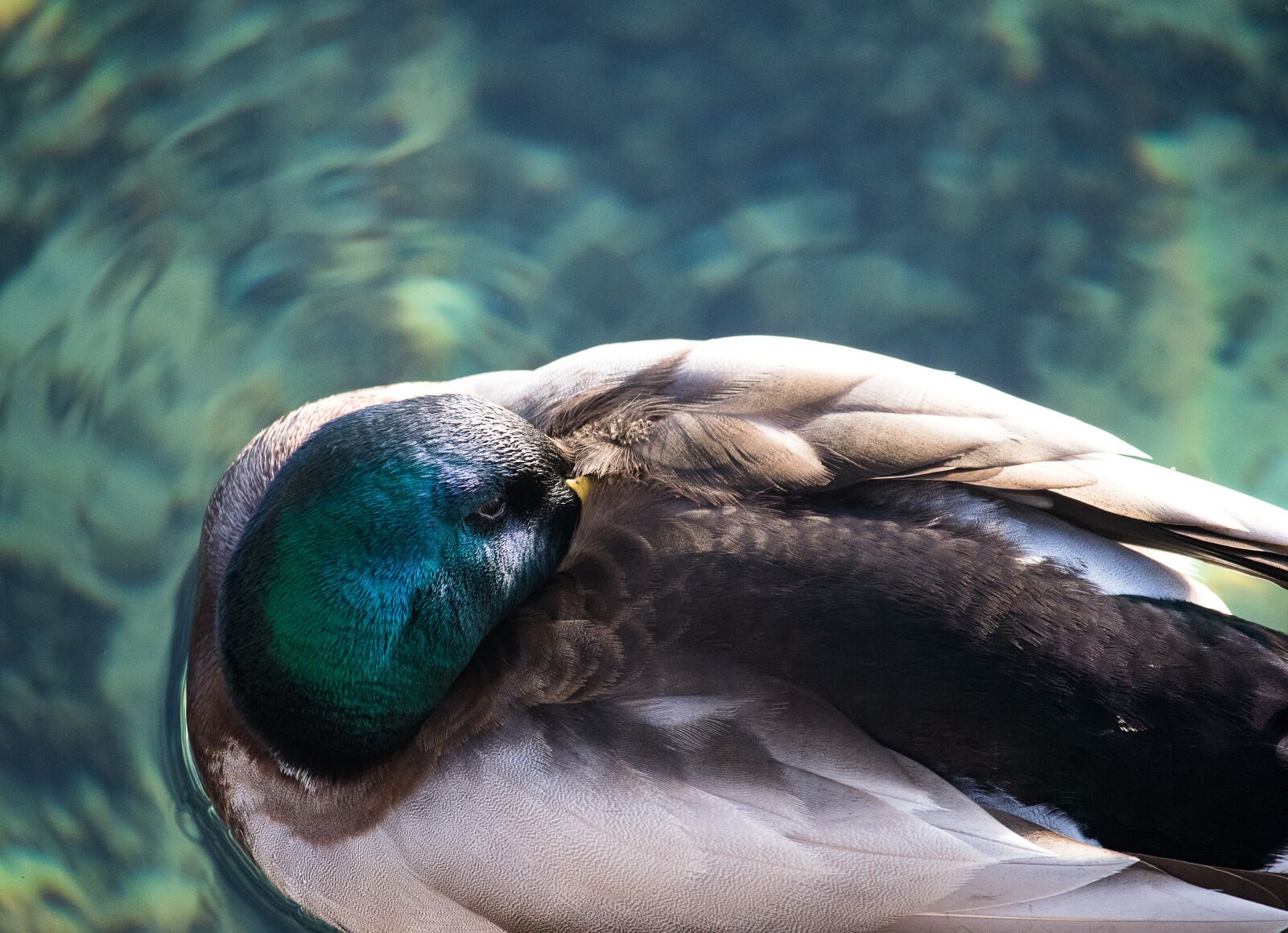 Canon EF-S 55-250mm F4-5.6 IS STM sample photo. Mallard, duck, drake photography