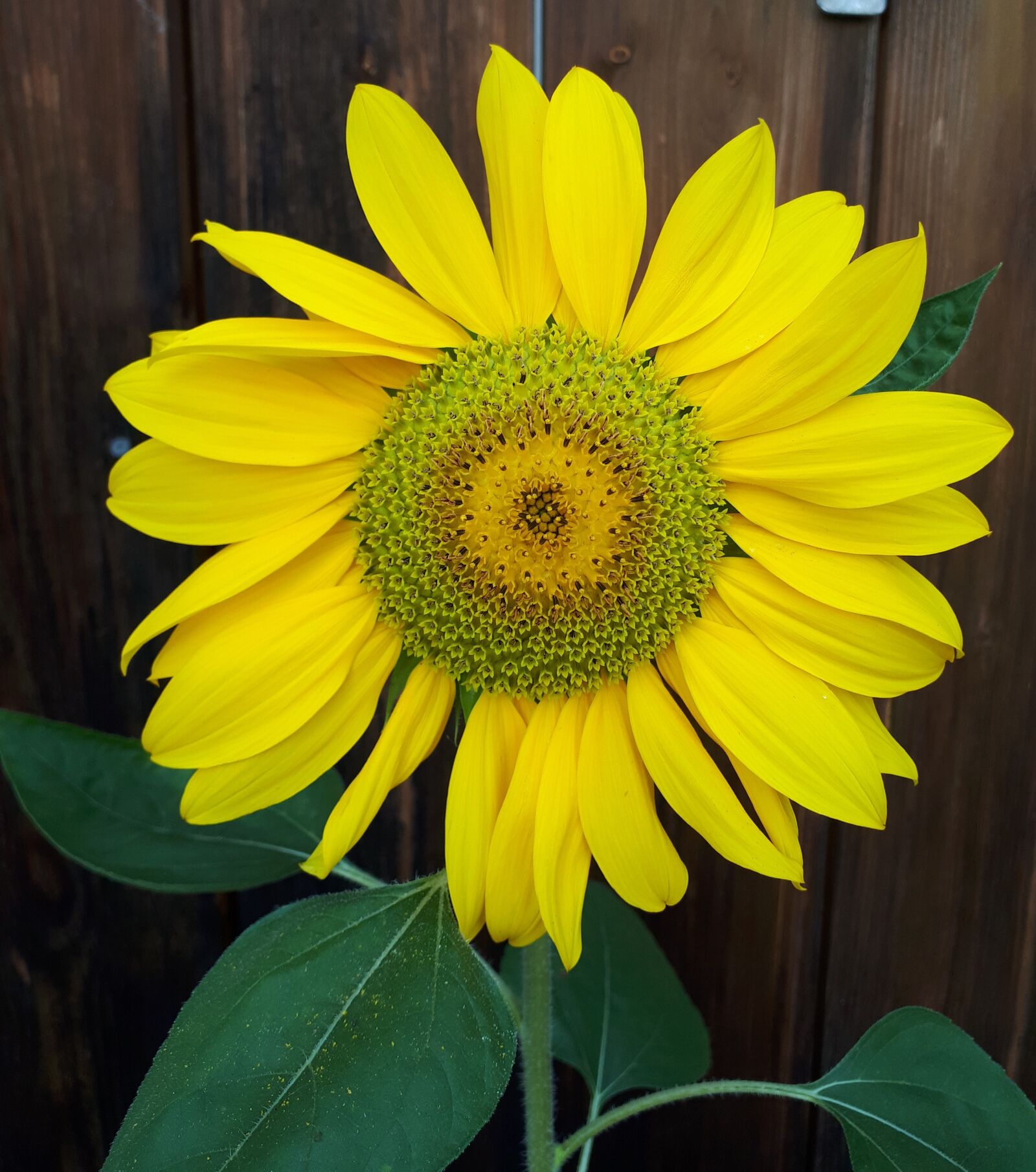 Samsung Galaxy A5(2017) sample photo. Sunflower, nature, yellow photography