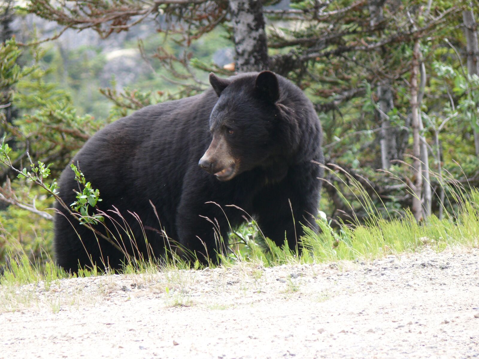 Panasonic DMC-FZ50 sample photo. Black bear, bear, animal photography