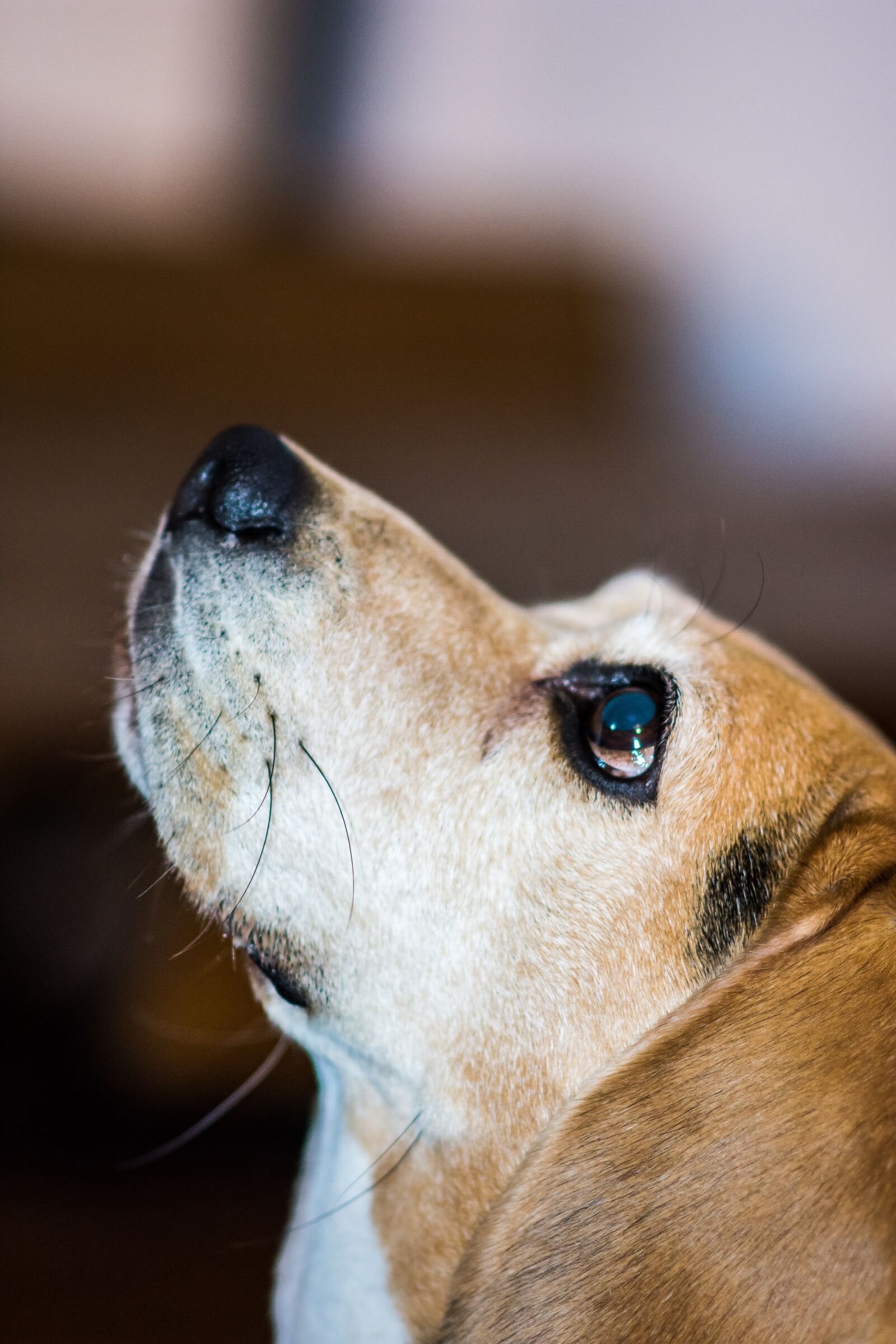 Nikon D7200 sample photo. Dog, puppy, animal photography
