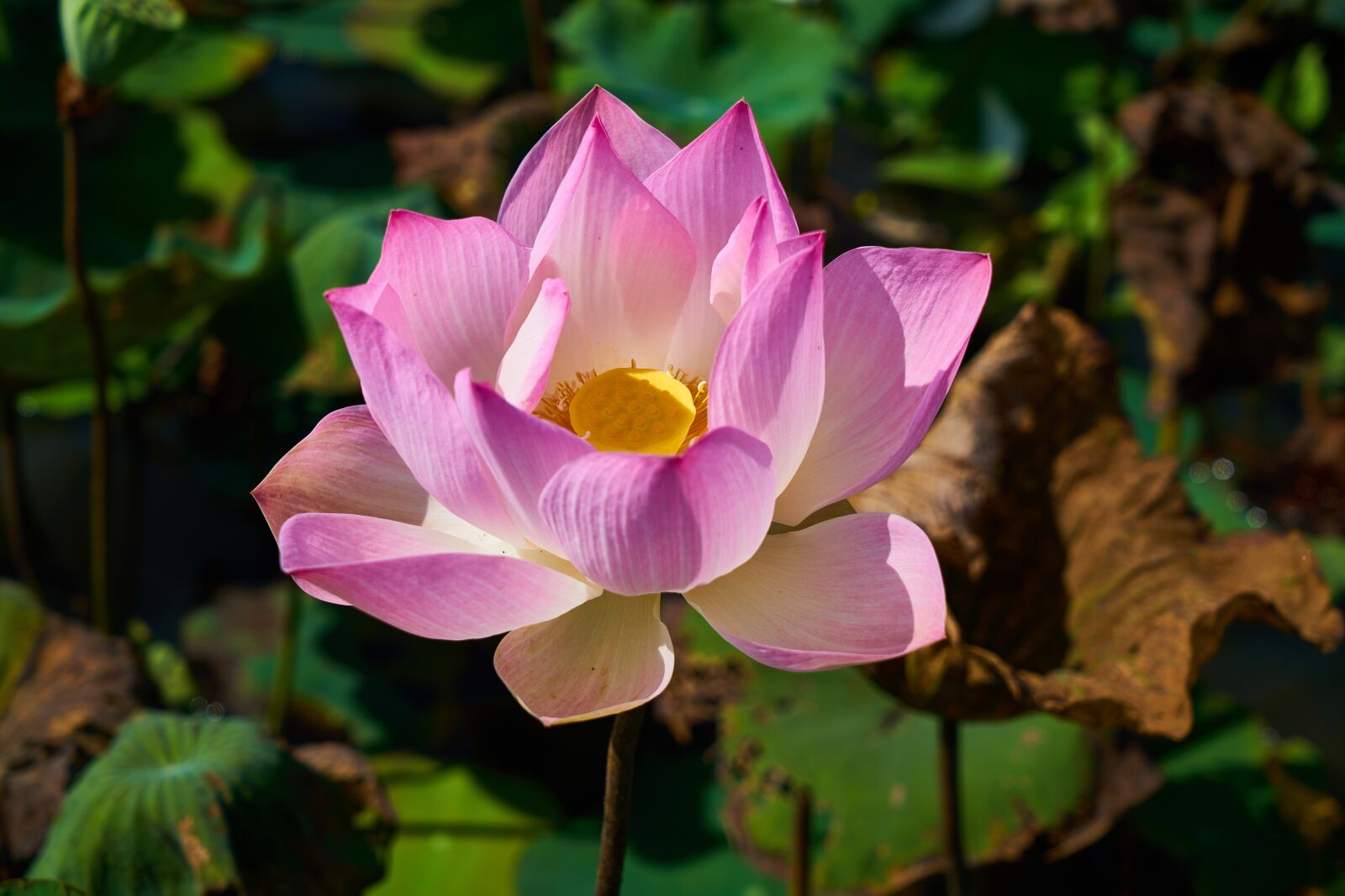 Sony a7R II sample photo. Lotus, plant, flower photography