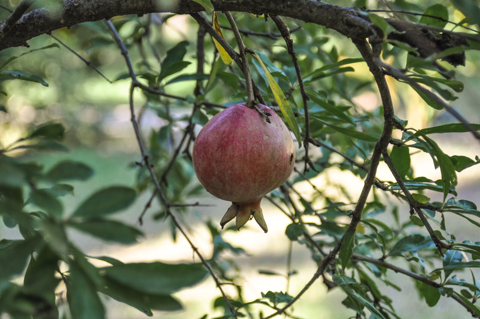 Nikon D90 sample photo. Pomegranate, fruit, red photography