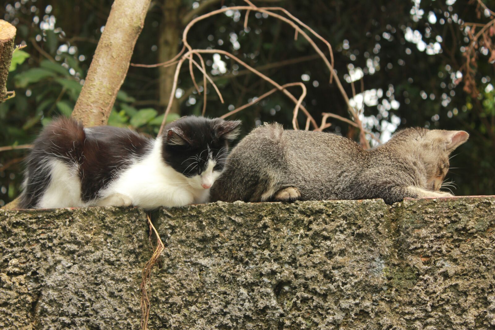 Canon EOS 550D (EOS Rebel T2i / EOS Kiss X4) sample photo. Cats, black, white photography