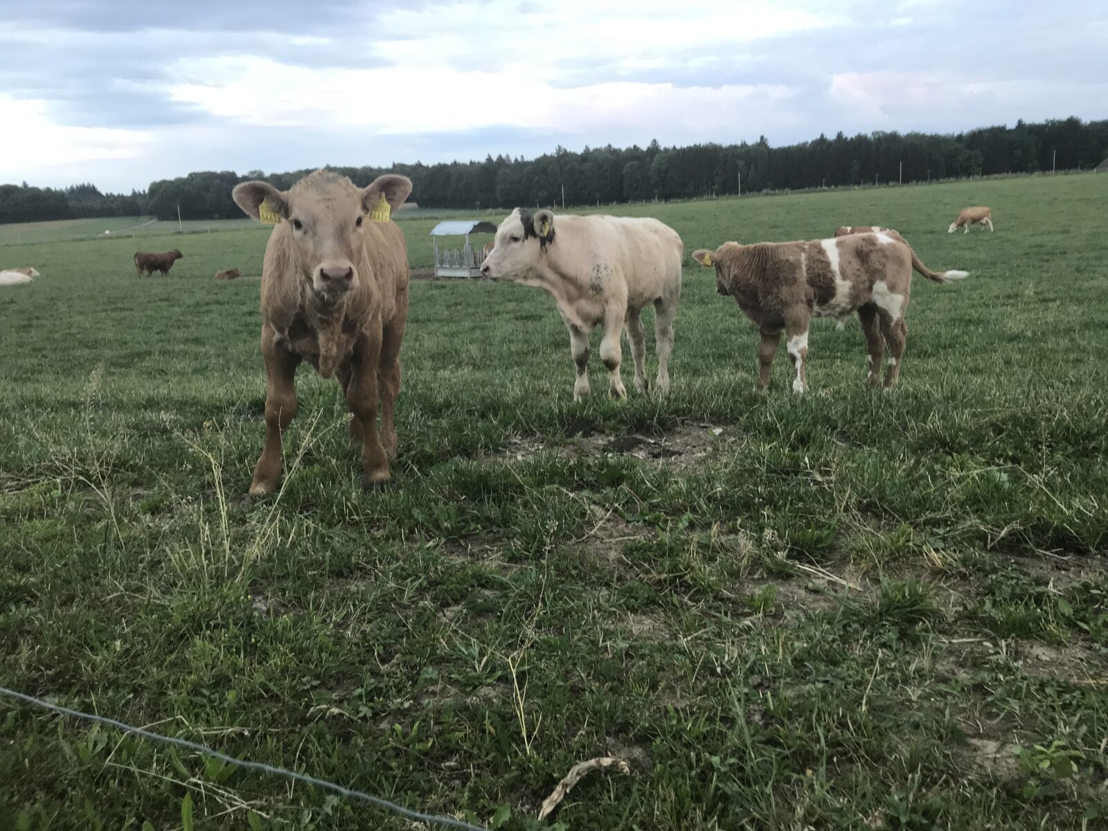 Apple iPhone 7 Plus sample photo. Cows, farm countryside, agriculture photography