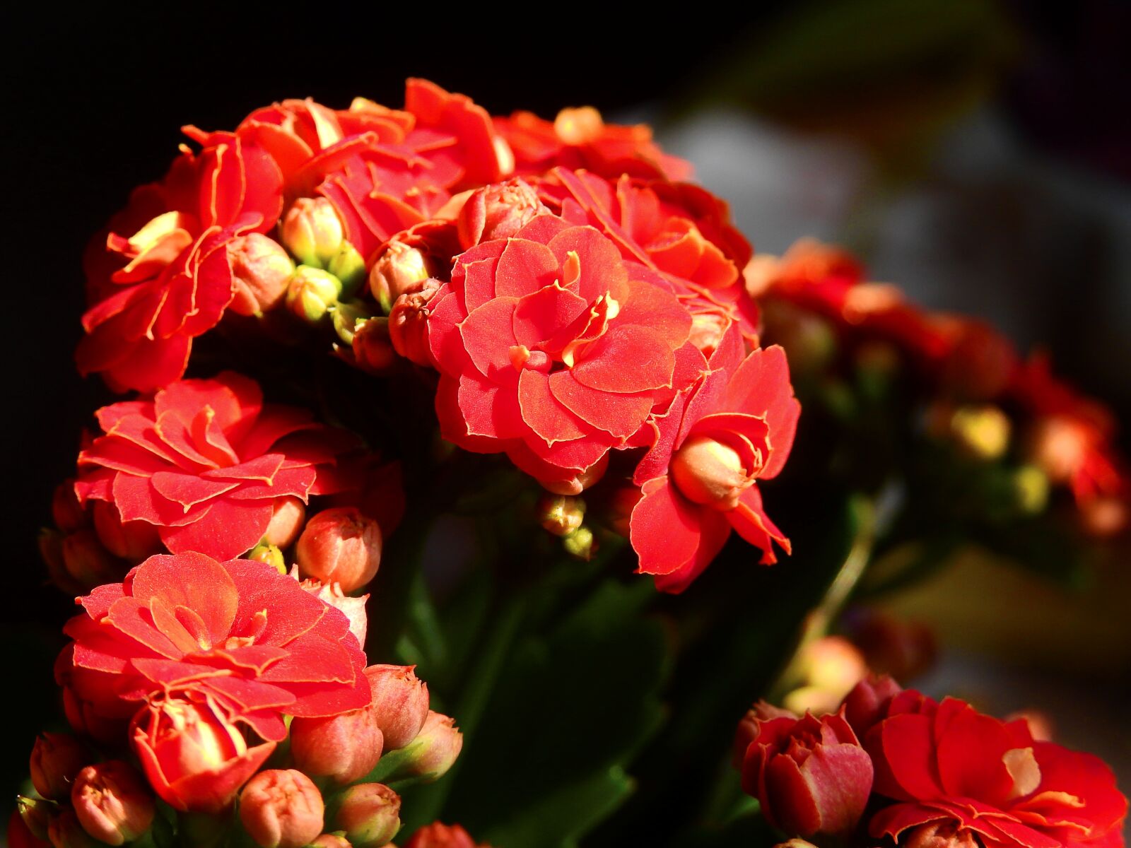 Nikon Coolpix P900 sample photo. Flowers, blossom, bloom photography