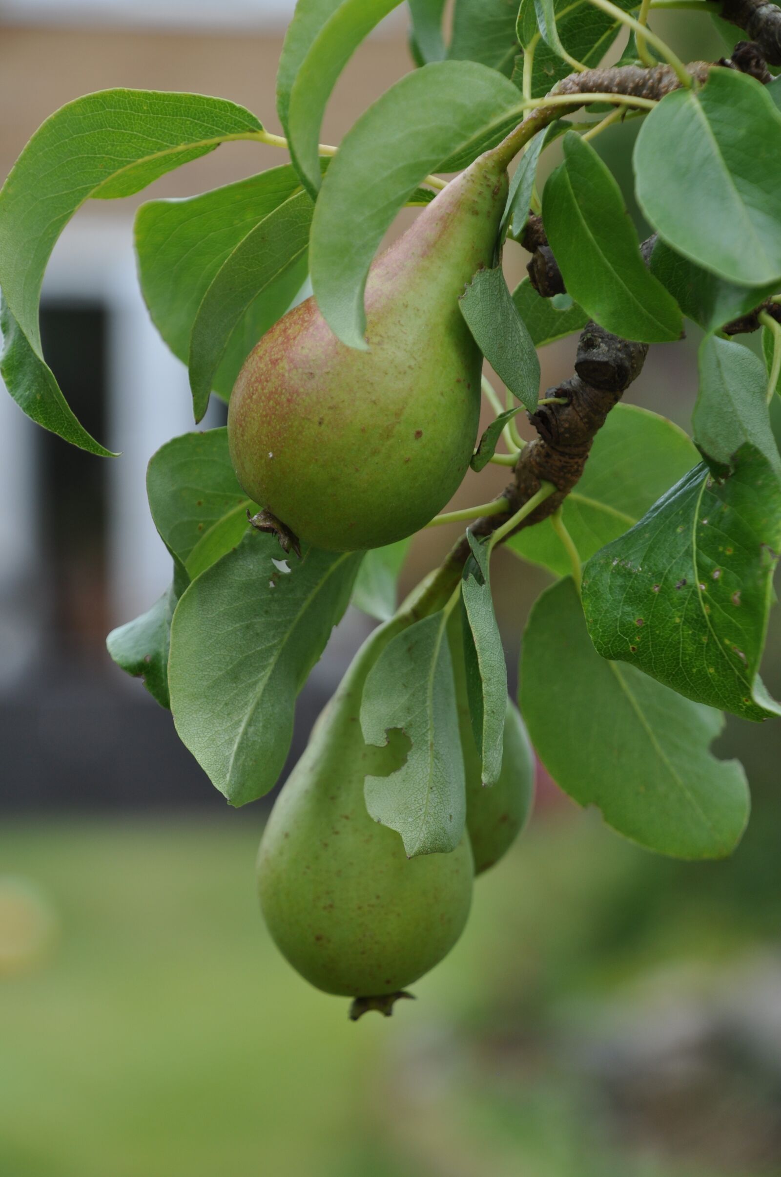 Nikon D5000 sample photo. Fruit, pear, green photography